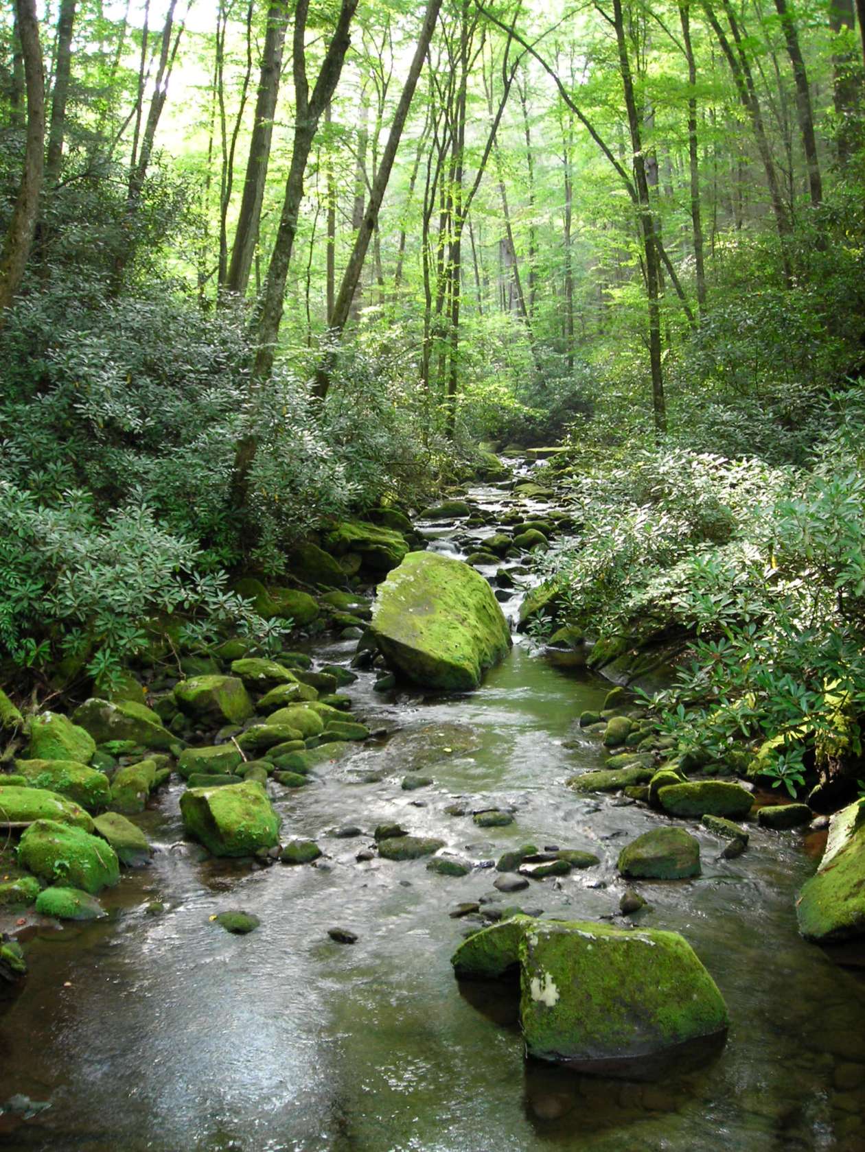 Joyce Kilmer Forest, NC