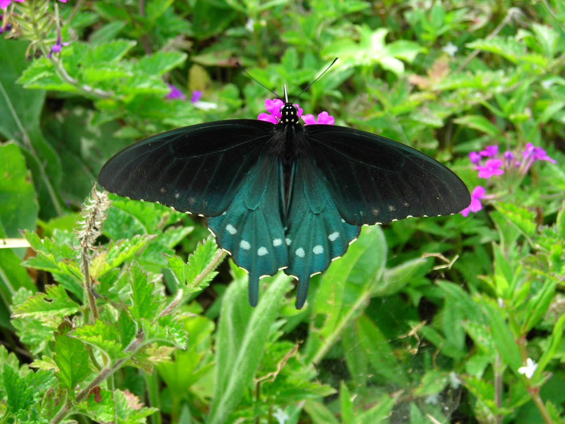 Pipevine Swallowtail