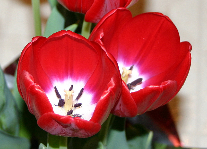 Tulips in bloom