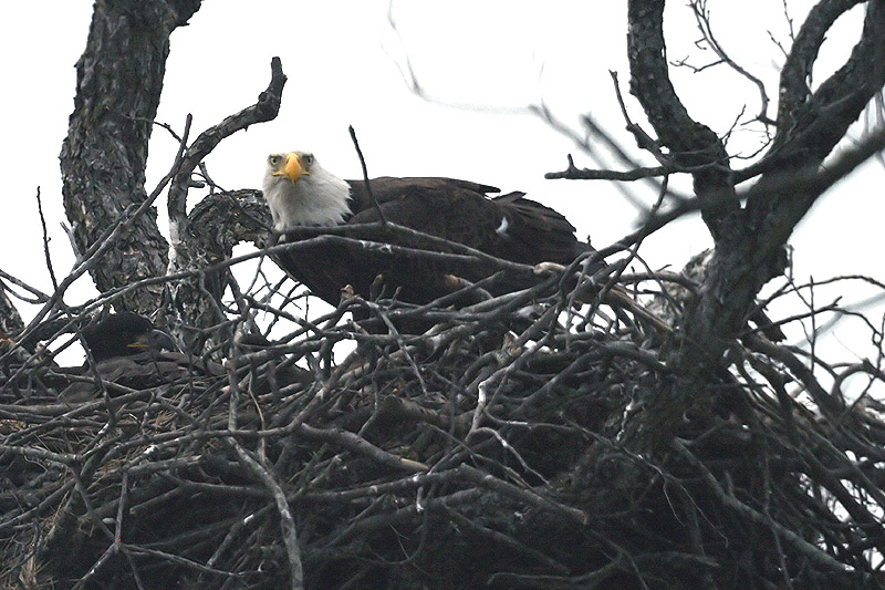 Bald Eagle Nesting