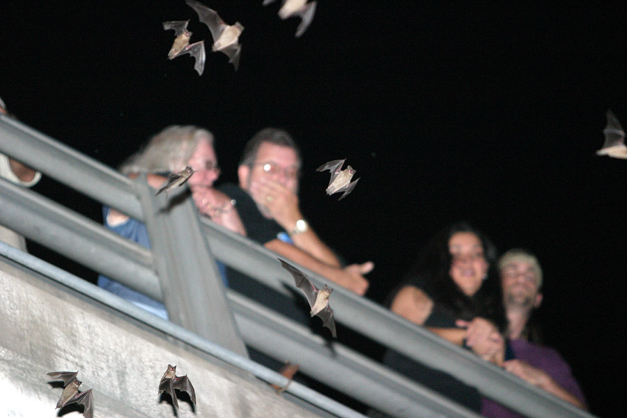 Bats!