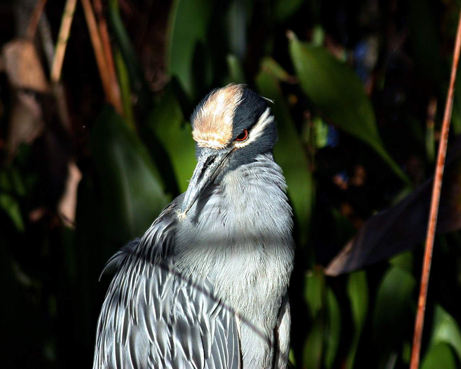 Yellow Crowned Night Heron