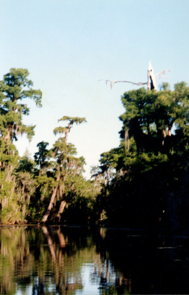 GHOST OF THE SWAMP