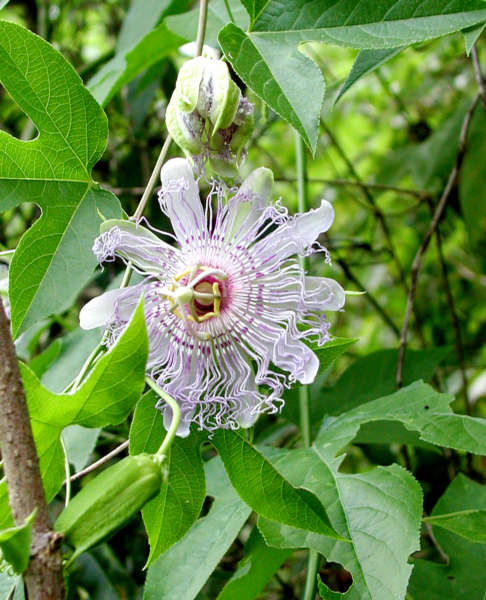 Passion Flower