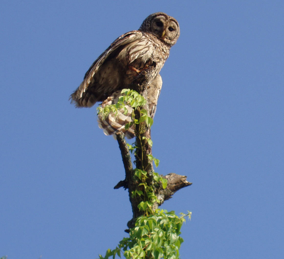 Barred Owl