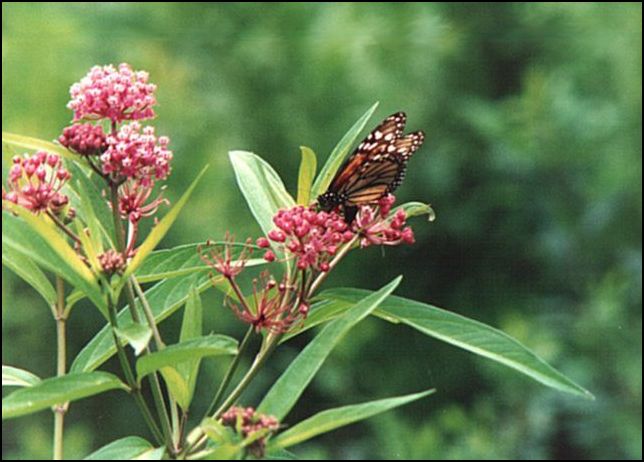Monarch