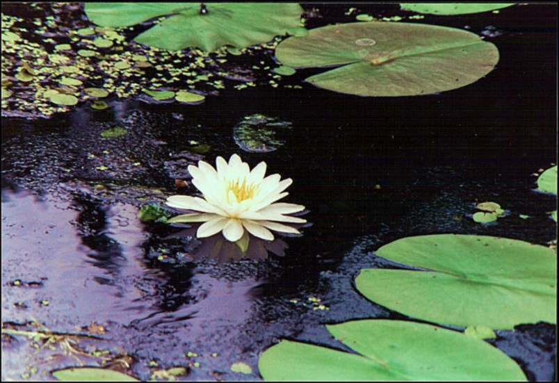 Swamp Lily
