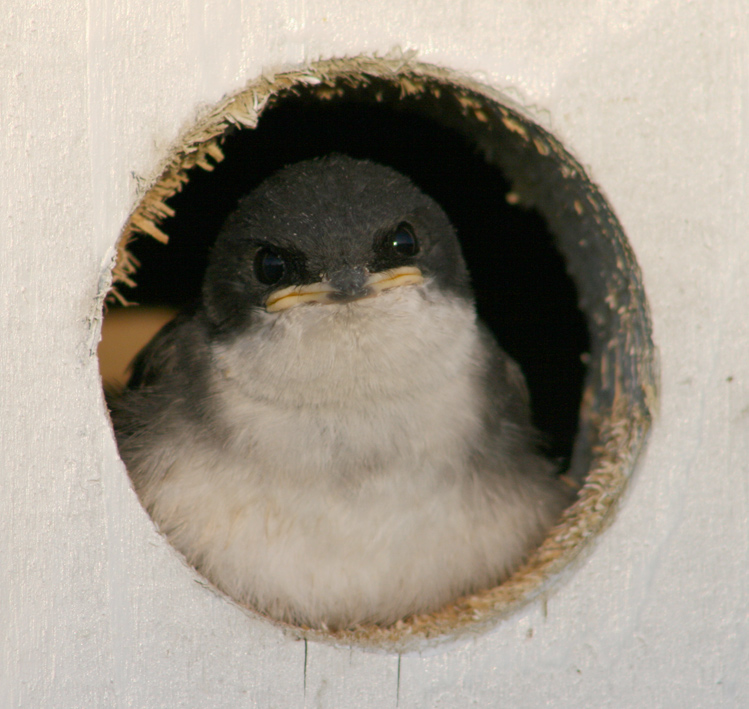 Tree Swallow Young