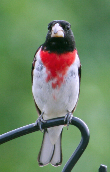 Rose Breasted Grosbeak