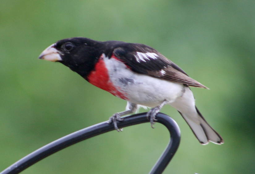 Rose Breasted Grosbeak