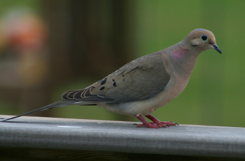 Mourning Dove