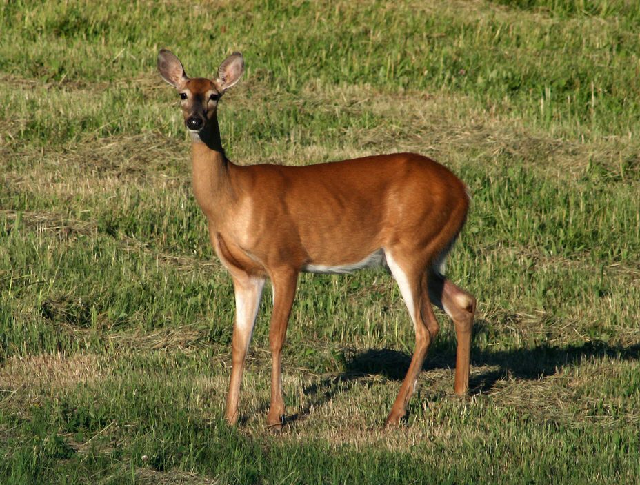 Whitetail Doe