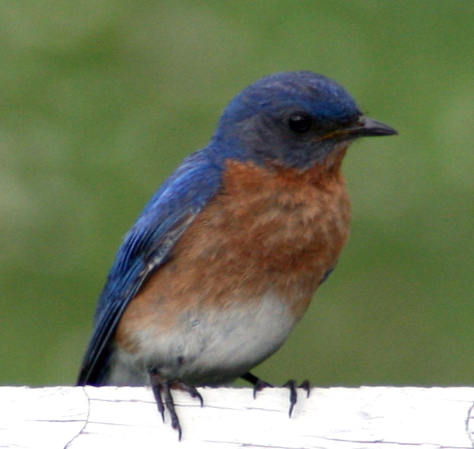 Eastern Bluebird - Male