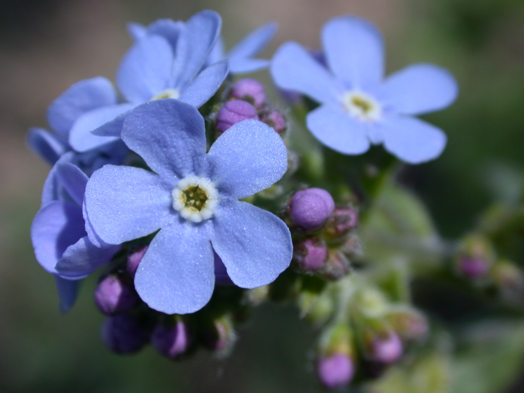 Wolf Creek Flora 3