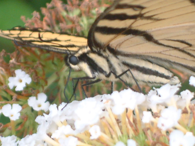 returning monarchs
