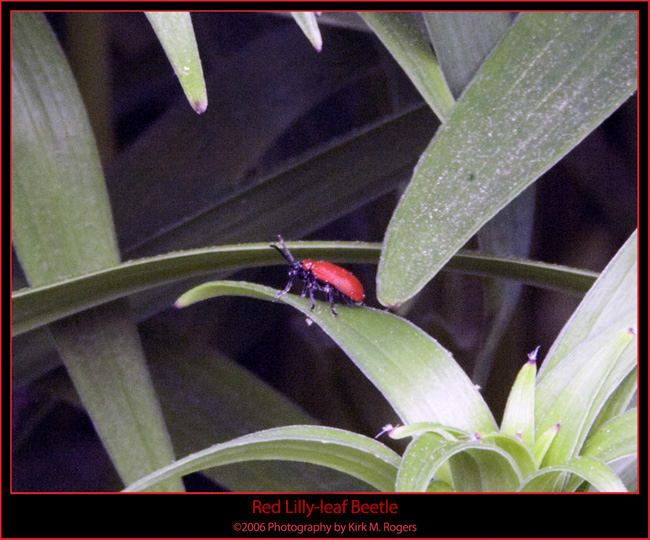Red Lilly-leaf Beetle