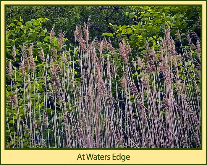 At Waters Edge