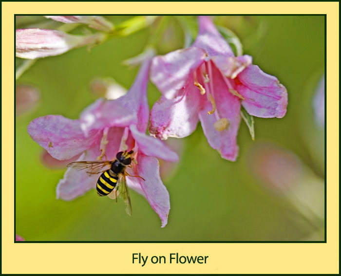 Fly on Flower