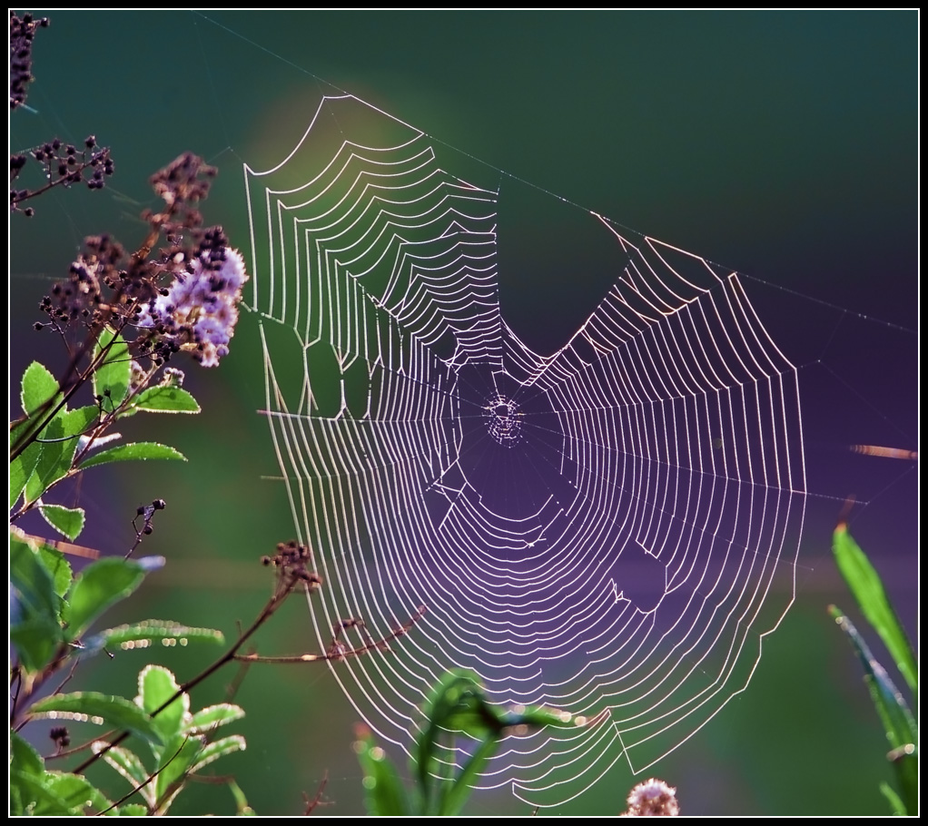 Spider Web in Morning