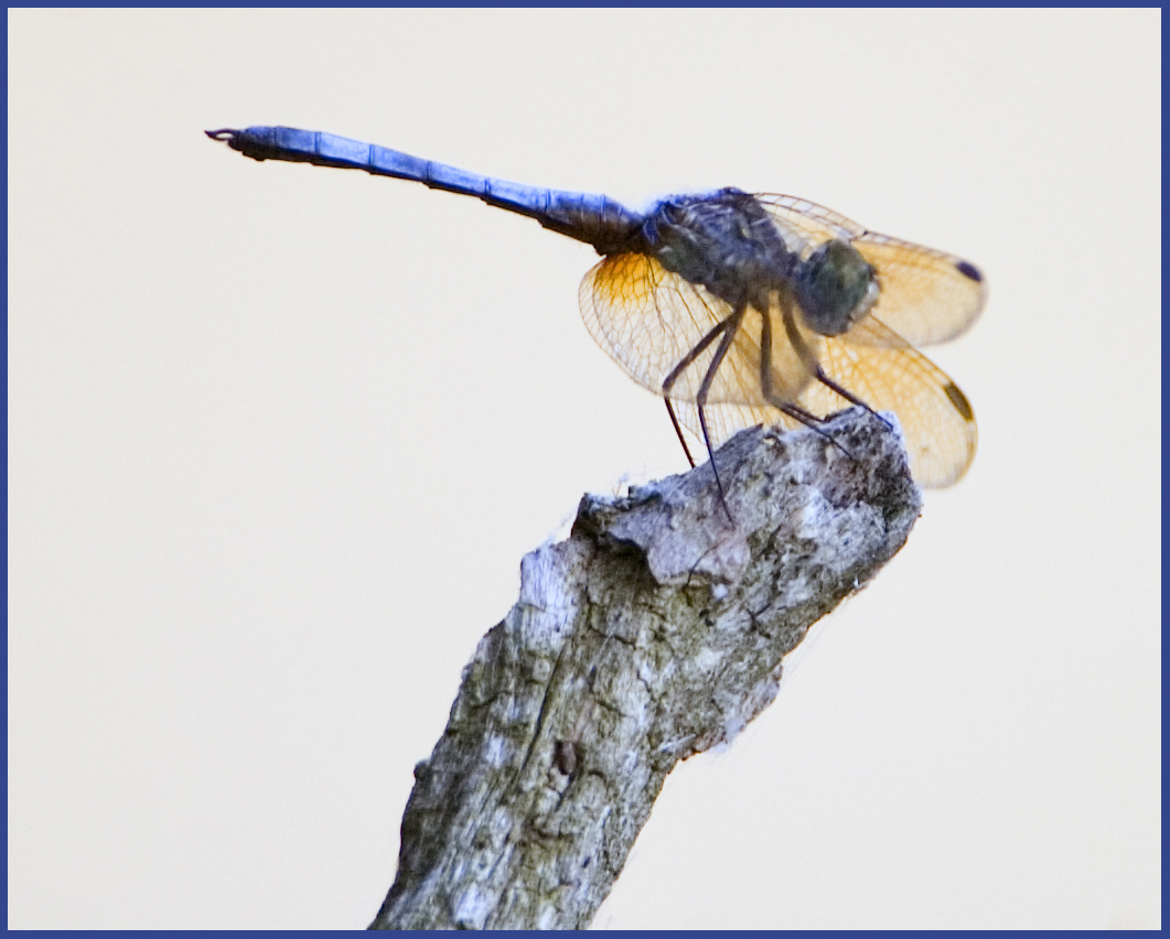 Dragonfly