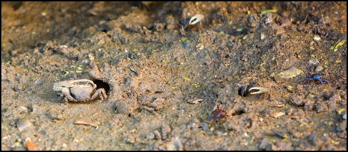 Crabs in the Hood