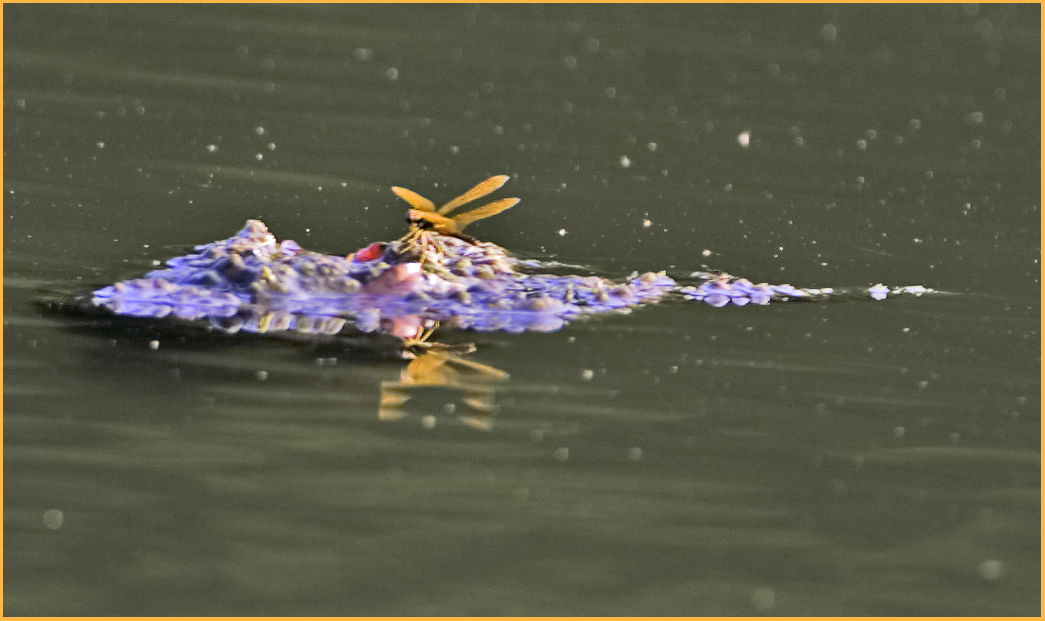 Double-winged Dragonfly & Reflection