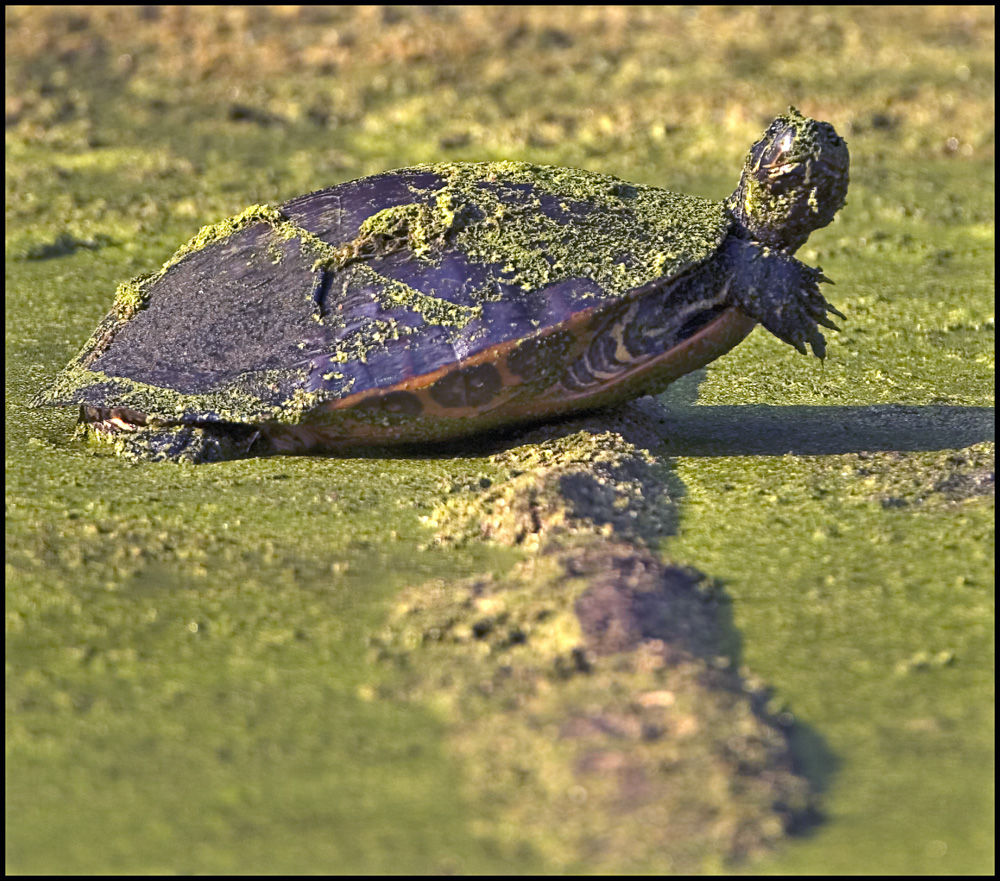 Swamp Turtle