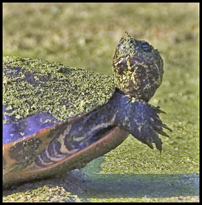 Swamp Turtle Head Shot