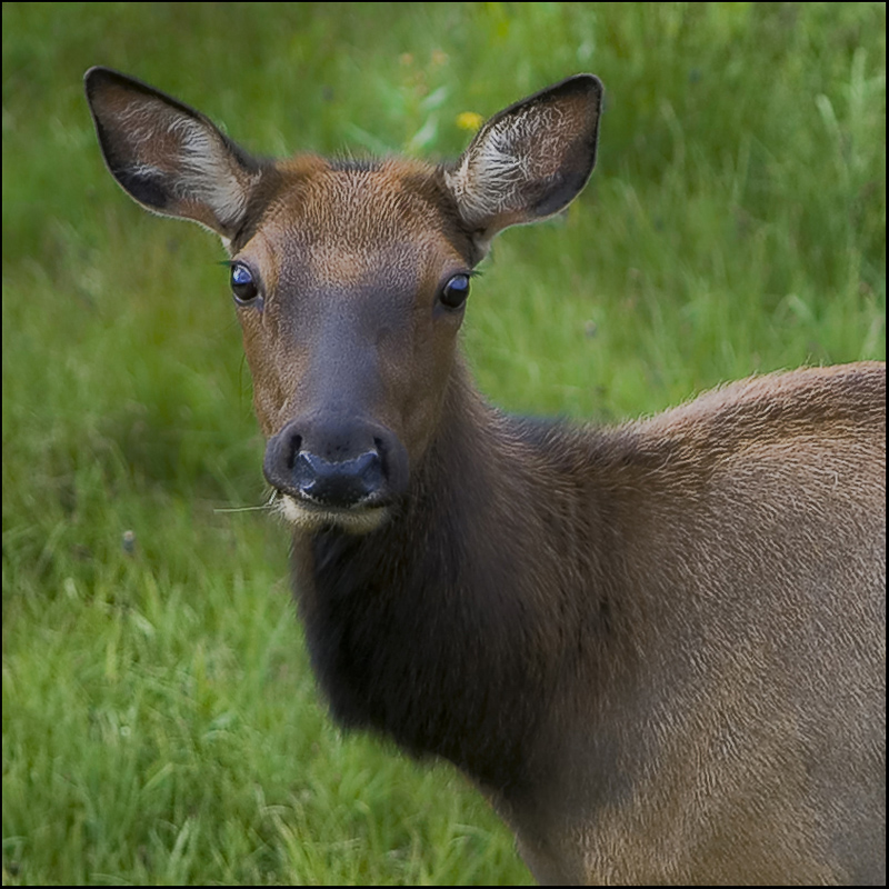 Elk Cow