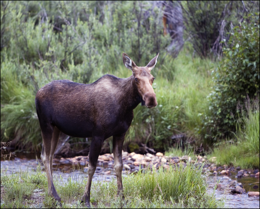 Moose