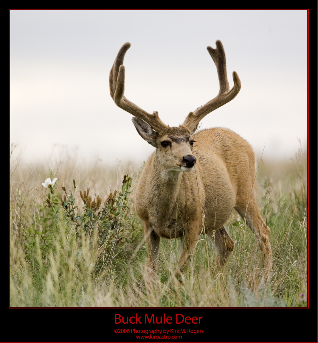 Buck Mule Deer