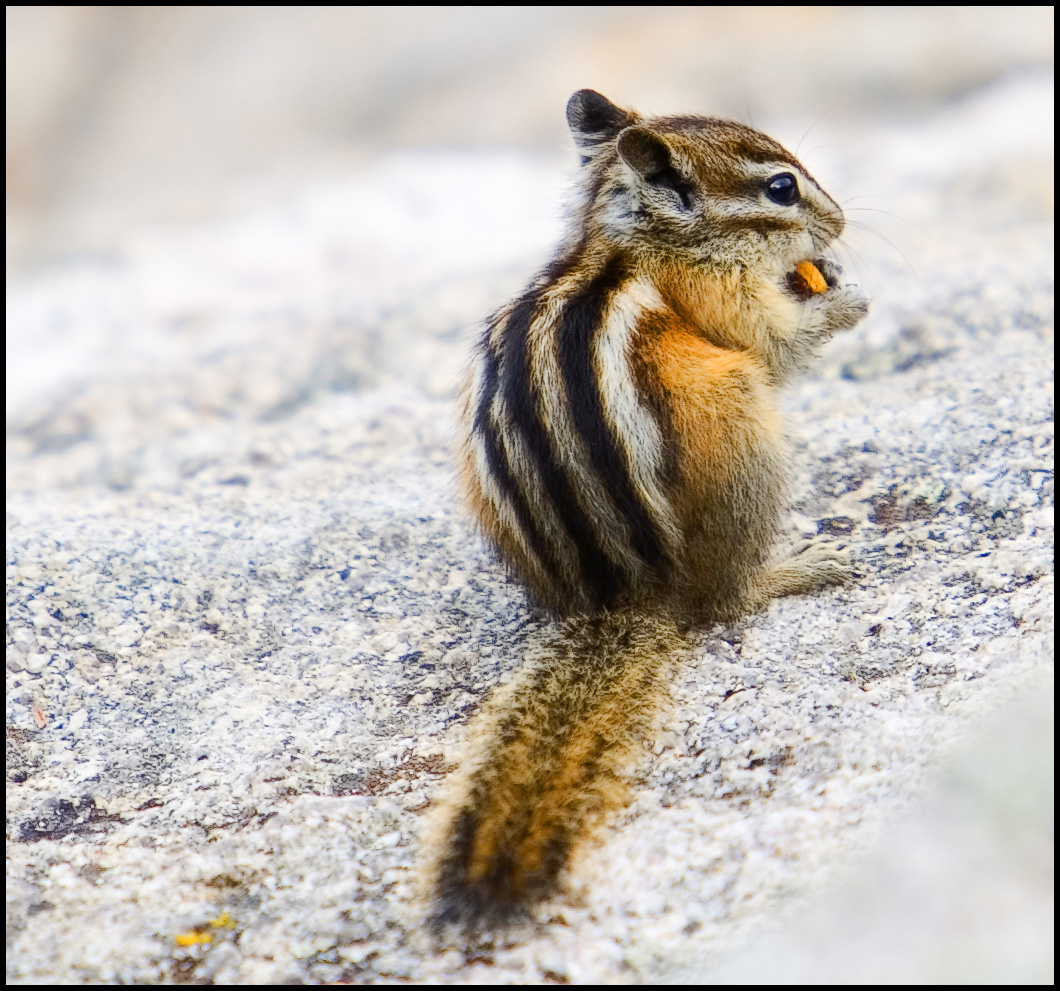 Colorado Chipmunk