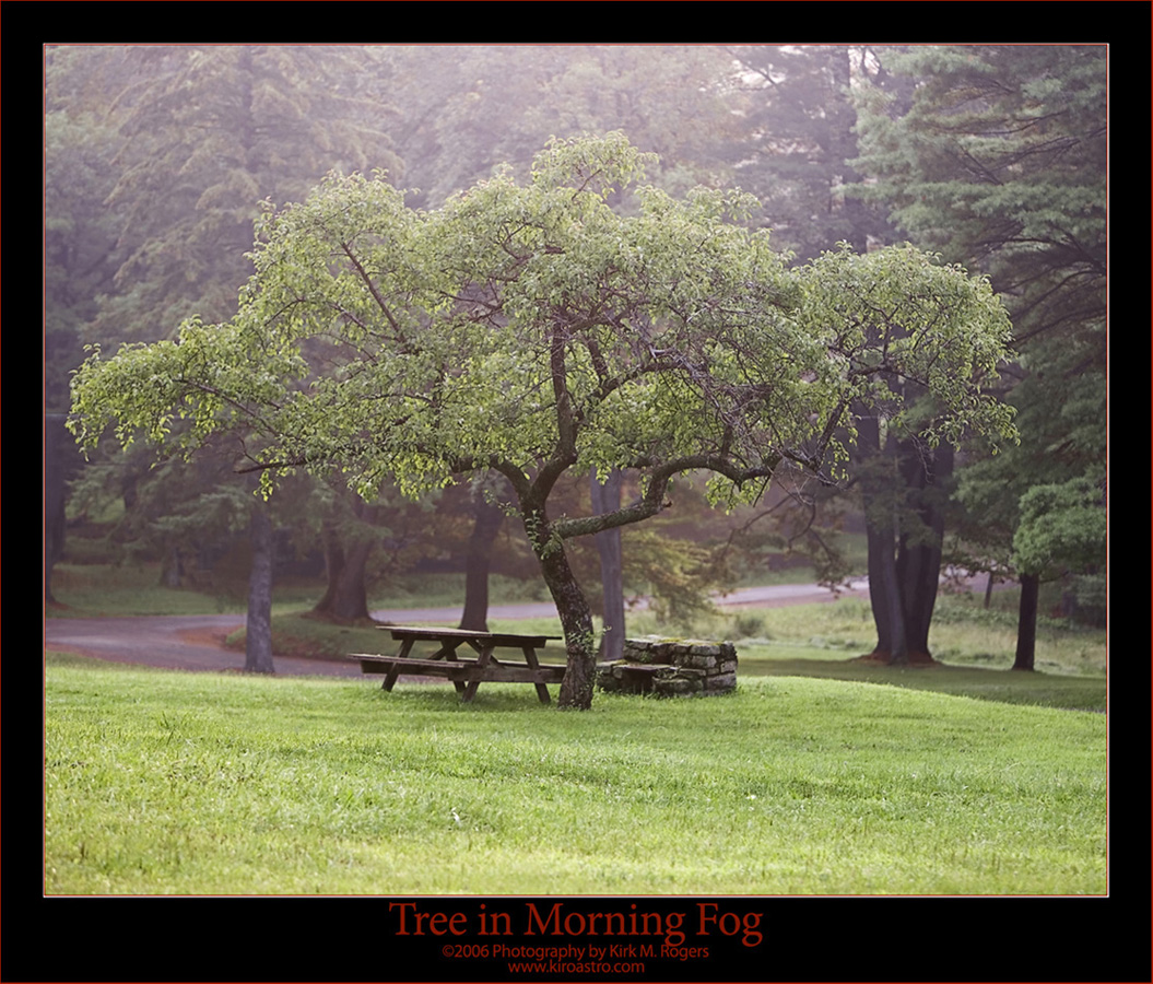 Tree in Morning Fog