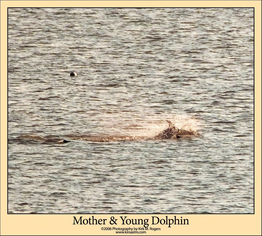 Mother & Young Dolphin