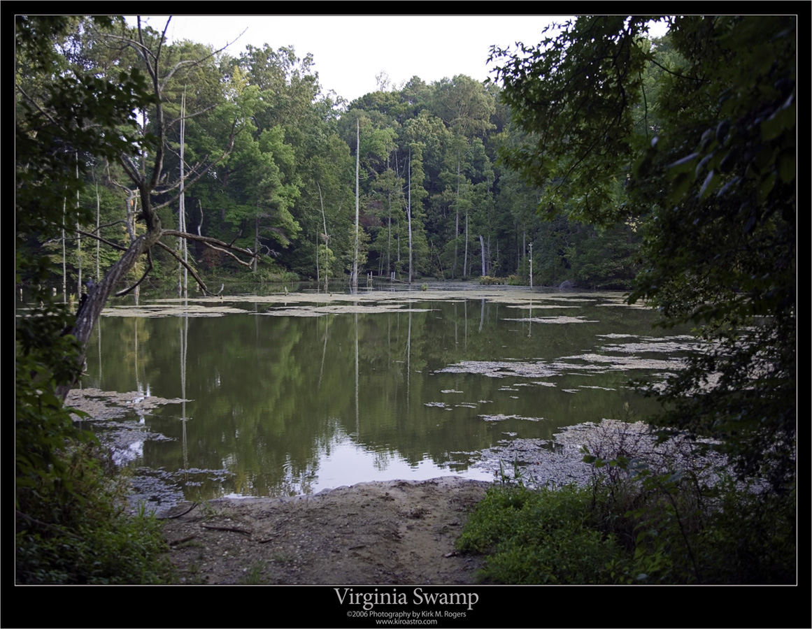 Virginia Swamp