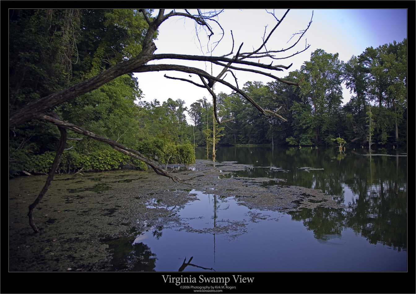 Virginia Swamp View