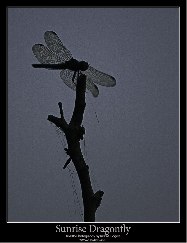 Dragonfly