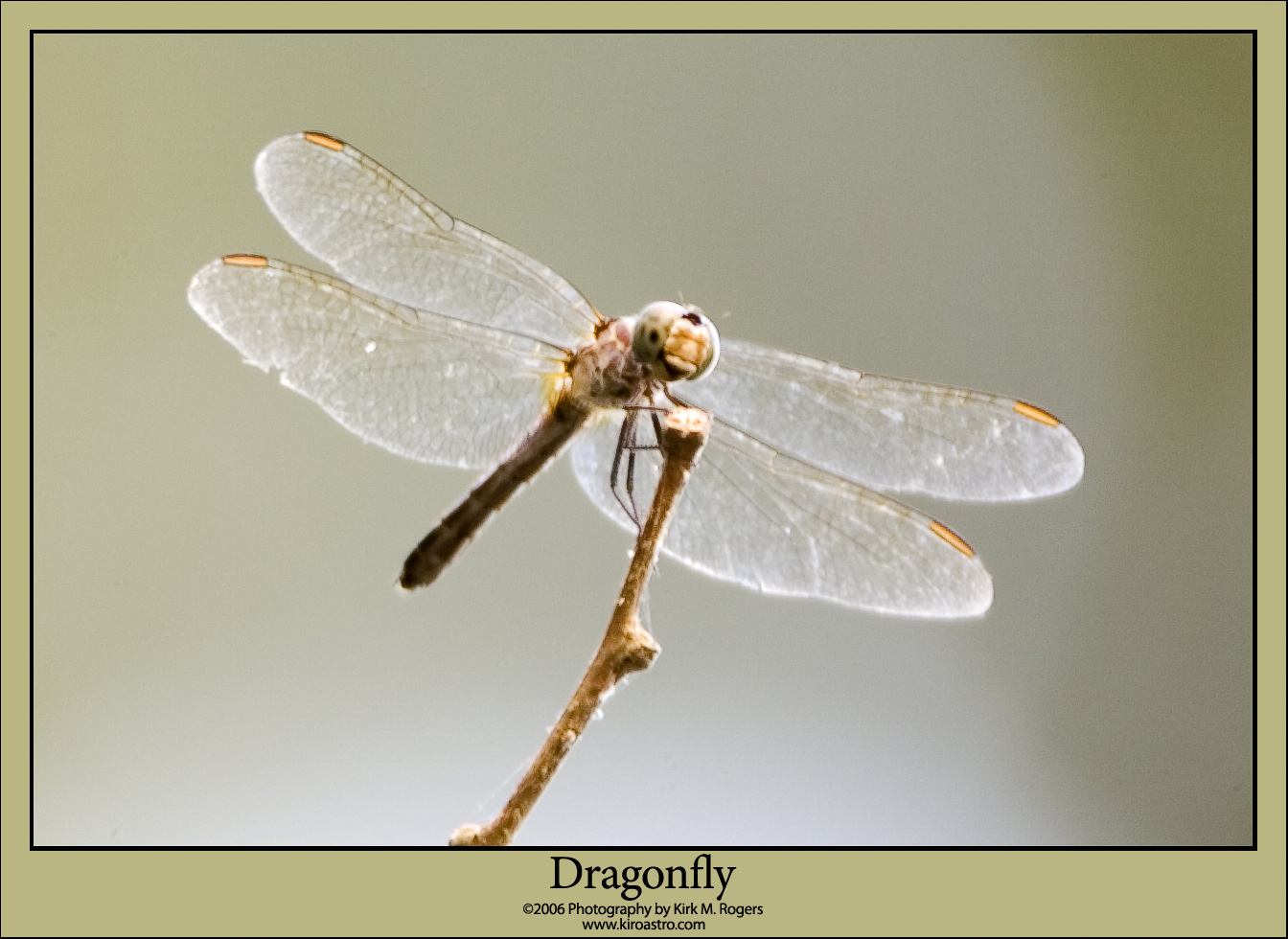 Dragonfly