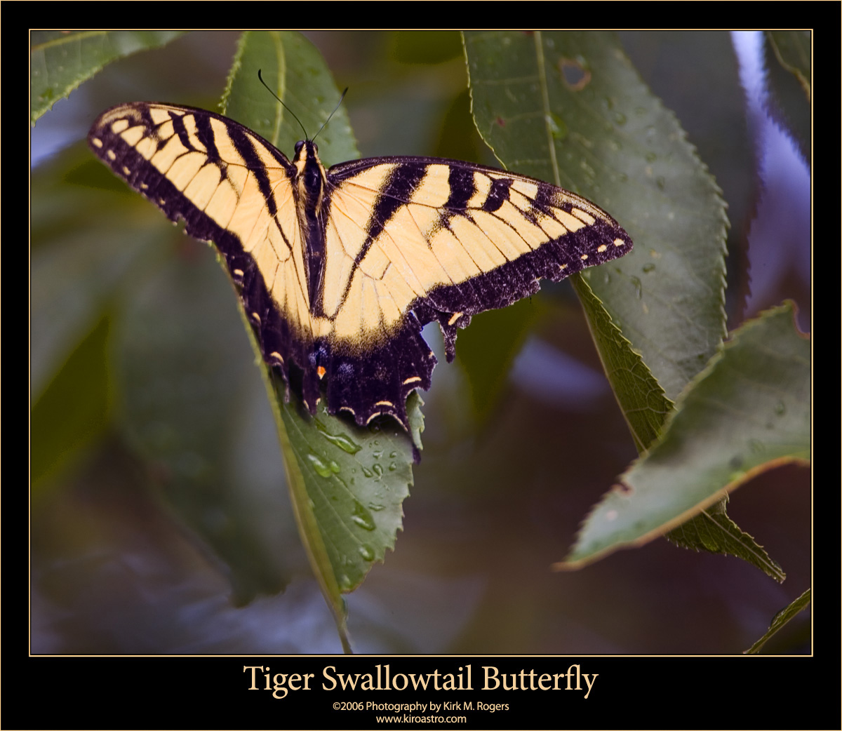 Tiger Swallowtail Butterfly