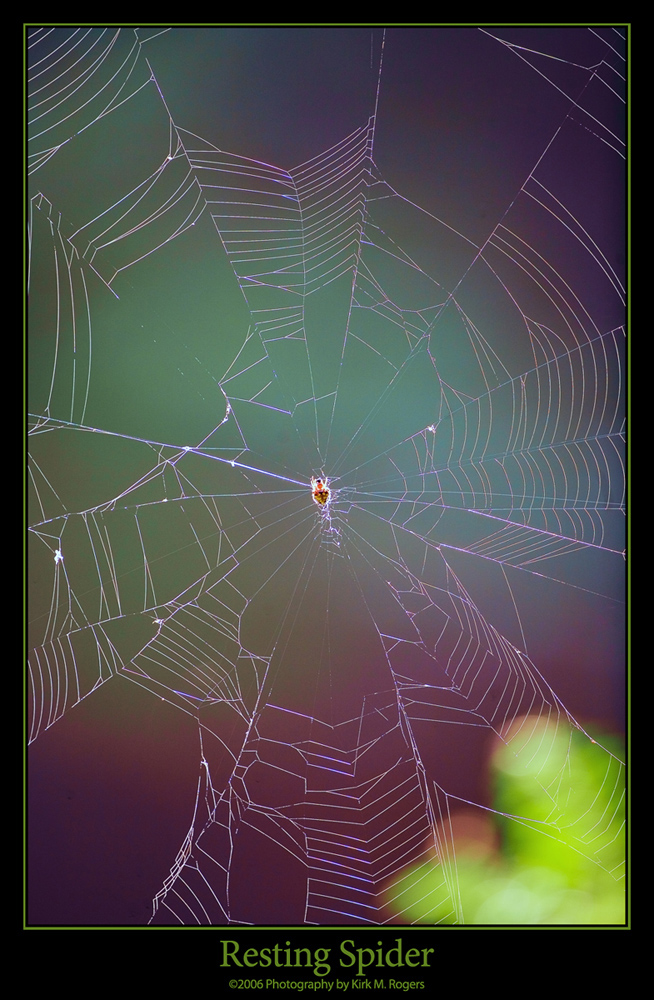 Resting Spider