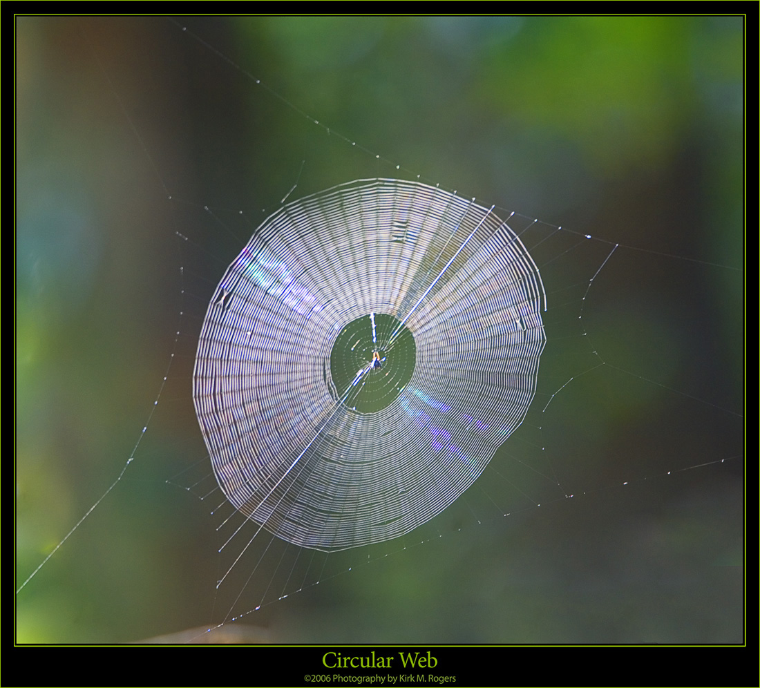 Circular Web