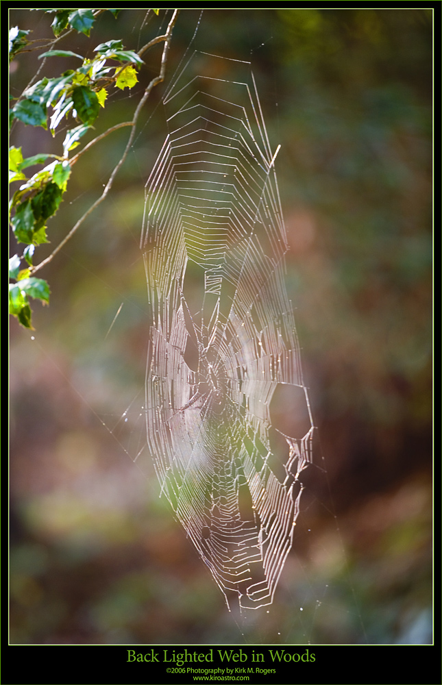Back Lighted Web