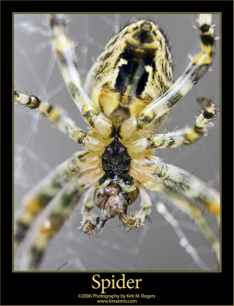 Spider