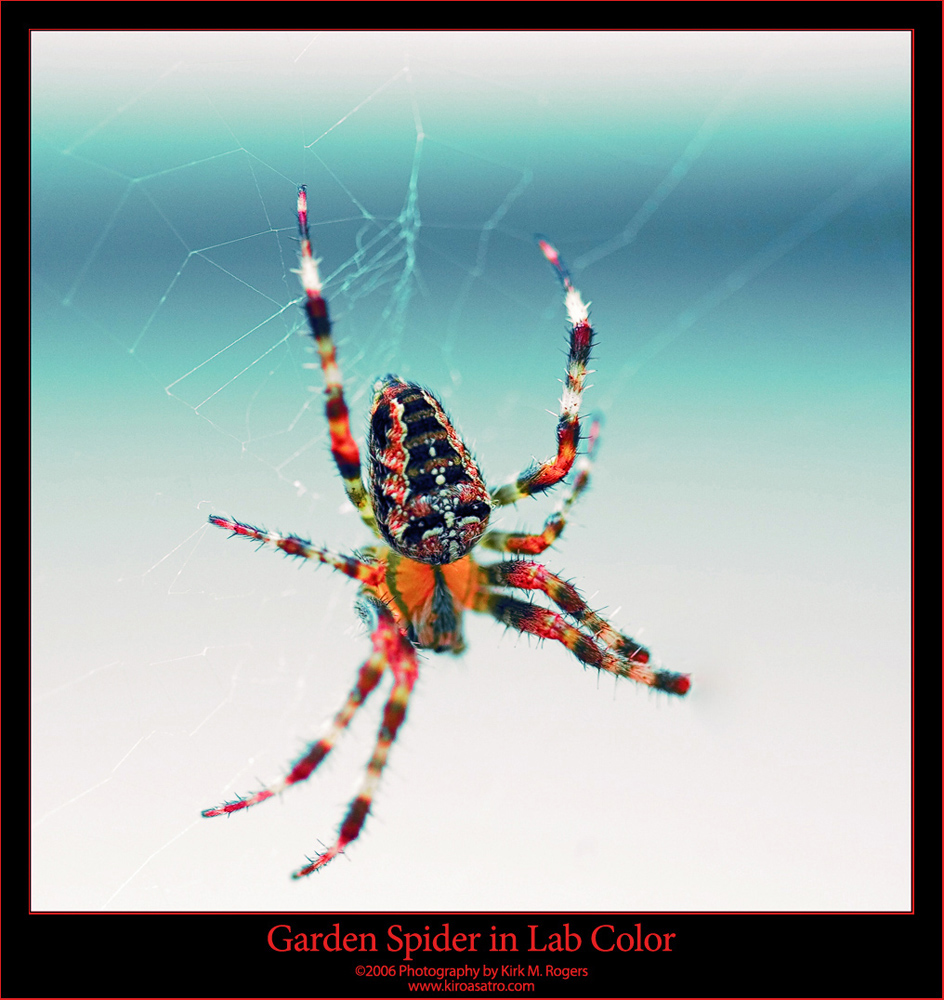 Garden Spider in Lab Color