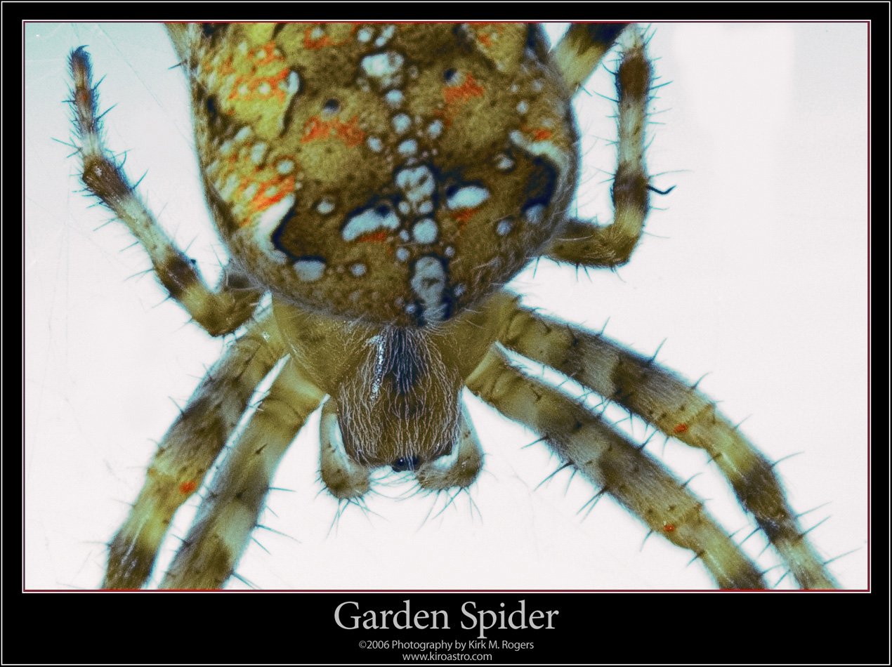 Garden Spider