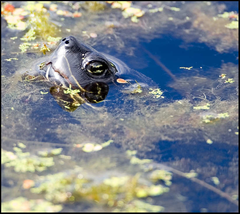 Turtle Head