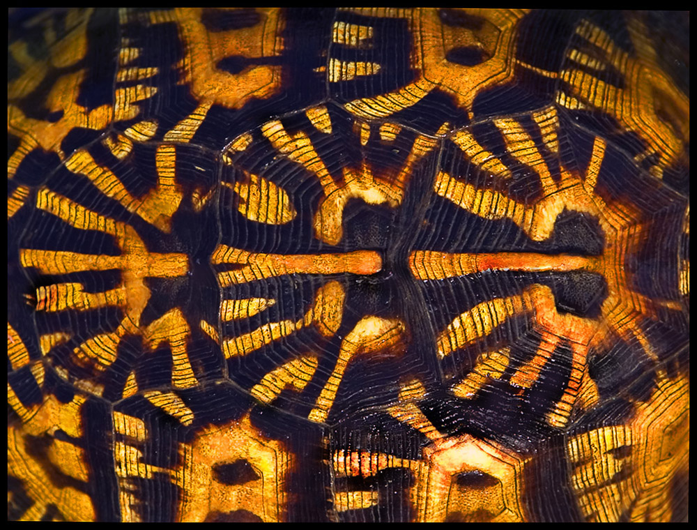 Turtle Shell Detail