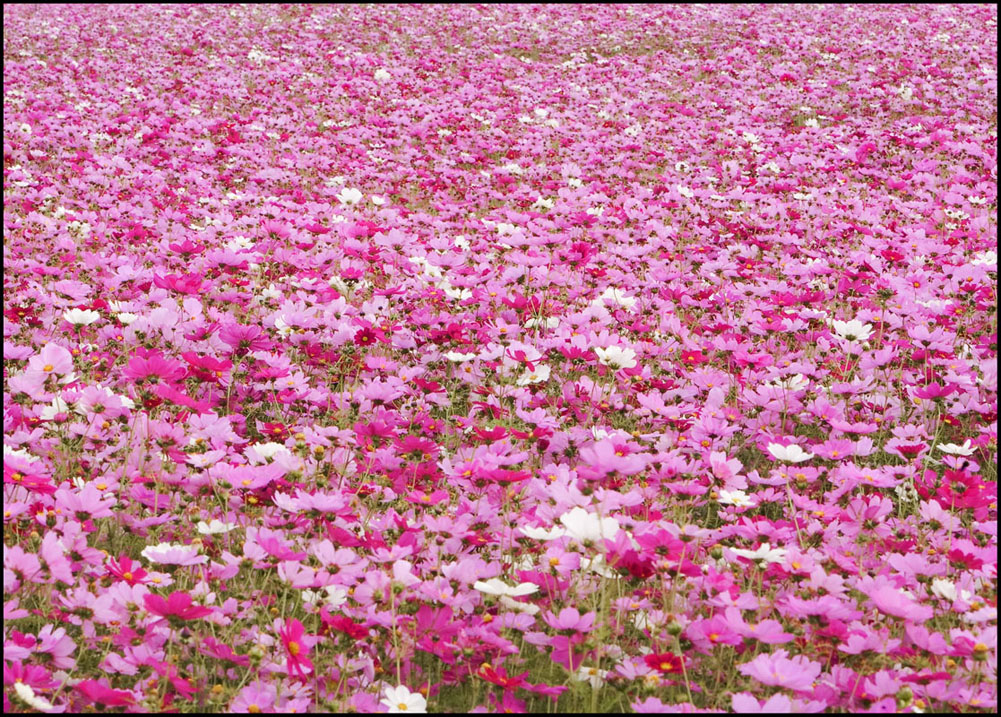 Sea of Flowers