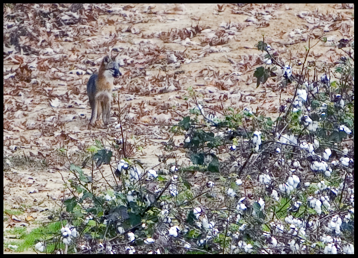 Red Fox