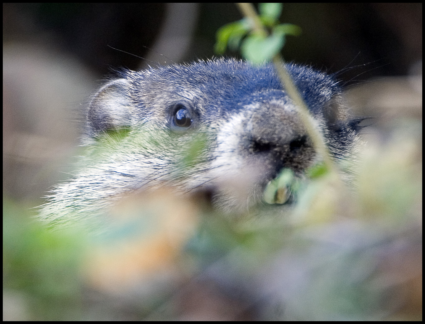 Ground Hog Watching